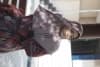 Alifathul rachma annadhifa